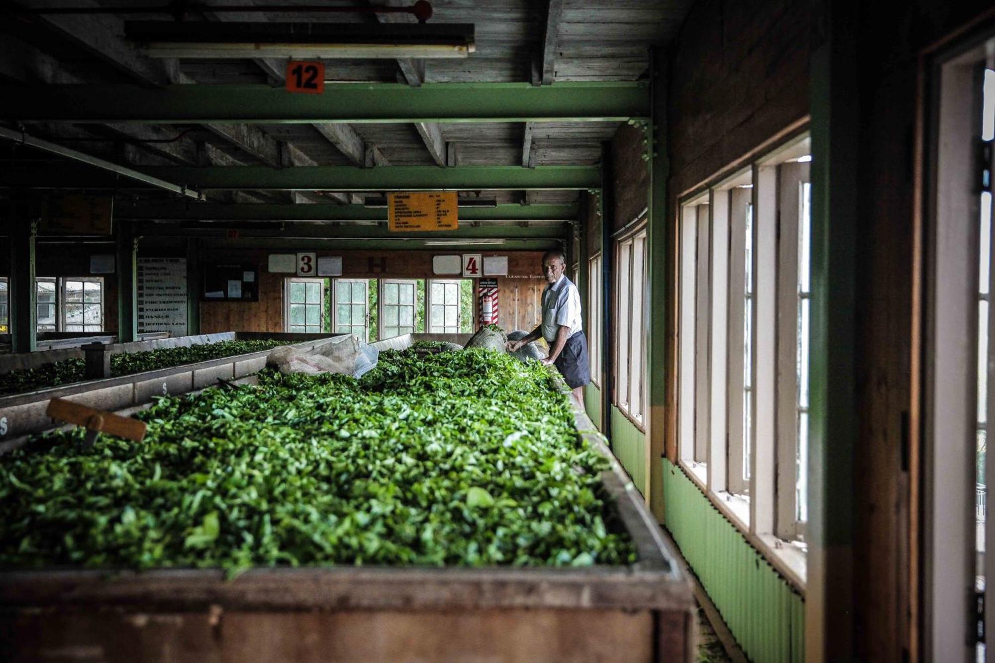 Madulkelle Tea And Eco Lodge Канді Екстер'єр фото
