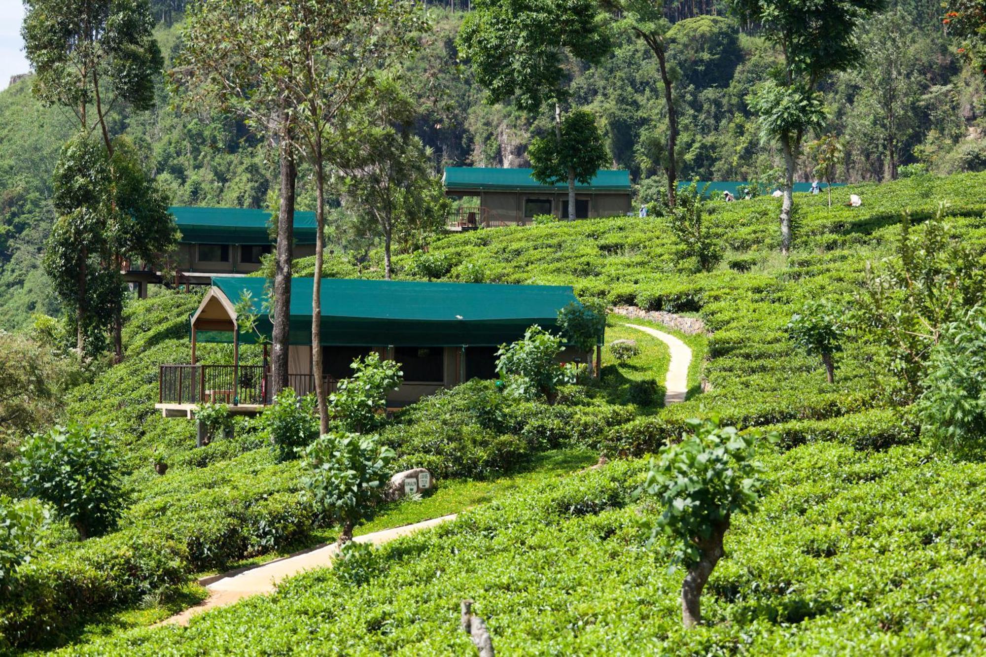 Madulkelle Tea And Eco Lodge Канді Екстер'єр фото